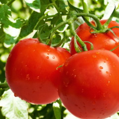 Alimentos do cotidiano que já foram considerados venenosos