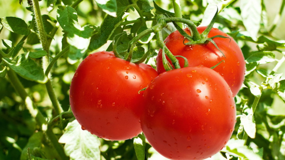 Alimentos do cotidiano que já foram considerados venenosos