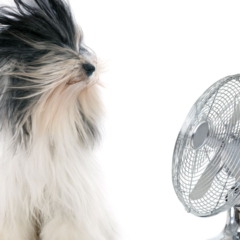 Transforme qualquer ventilador em ar-condicionado com esta ideia