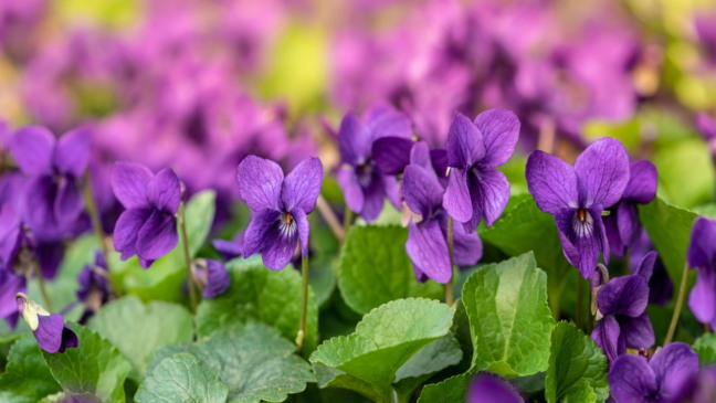 Plantas para cada signo como atrair harmonia e bem-estar