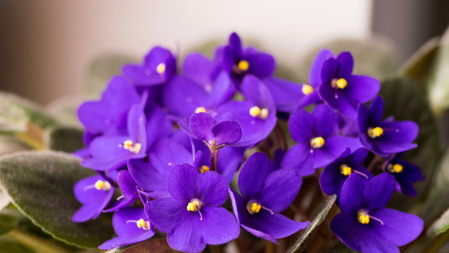 Câncer e Touro são apaixonados por violetas. Essa afinidade une astrologia, emoção e o significado das flores na rotina desses signos