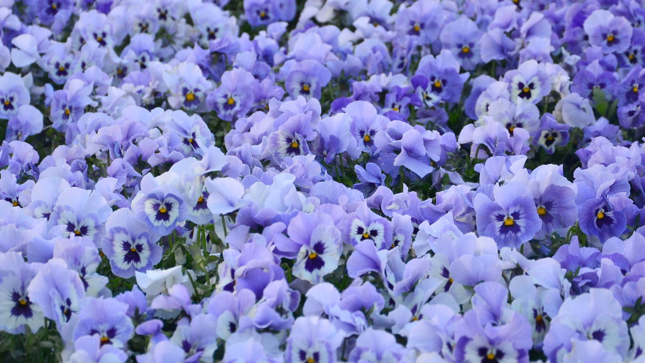 Câncer e Touro são apaixonados por violetas. Essa afinidade une astrologia, emoção e o significado das flores na rotina desses signos