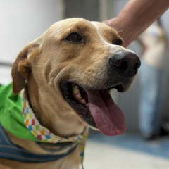 Feira de adoção de animais em NITERÓI