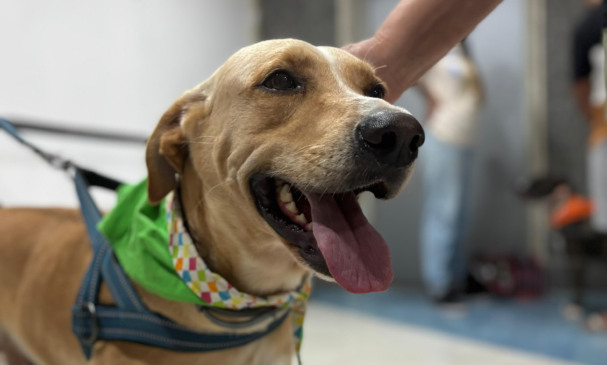 Feira de adoção de animais em NITERÓI