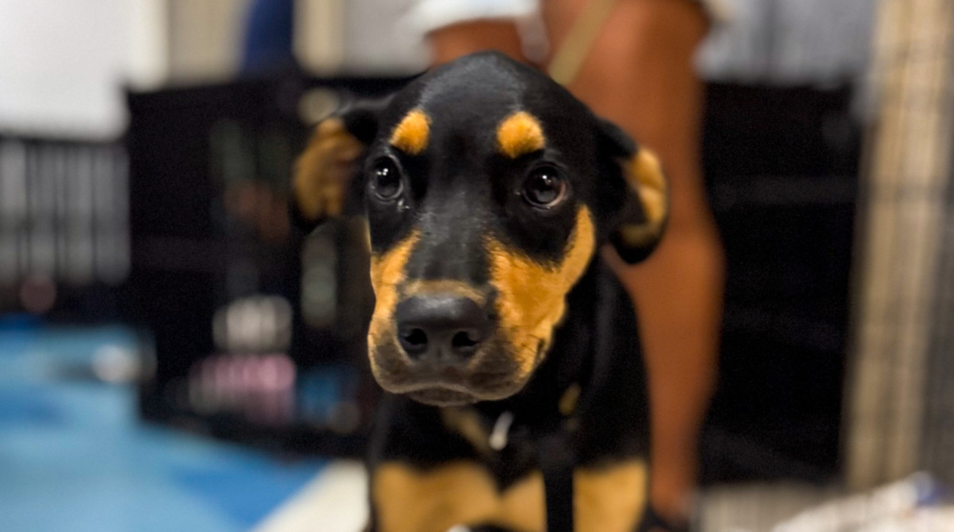 Feira de adoção de animais em NITERÓI