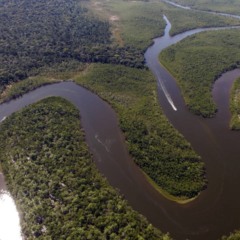 Um mergulho nas águas cristalinas do Parque Nacional de Anavilhanas proporciona um contato singular com a natureza amazônica