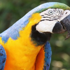 O Pantanal Sul-Mato-Grossense é uma das regiões de maior diversidade natural do Brasil, atraindo visitantes em busca de contato genuíno com a fauna local e experiências únicas em safáris fotográficos.