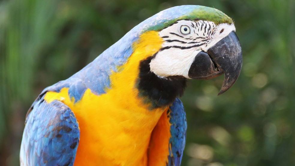 O Pantanal Sul-Mato-Grossense é uma das regiões de maior diversidade natural do Brasil, atraindo visitantes em busca de contato genuíno com a fauna local e experiências únicas em safáris fotográficos. O Pantanal Sul-Mato-Grossense é uma das regiões de maior diversidade natural do Brasil, atraindo visitantes em busca de contato genuíno com a fauna local e experiências únicas em safáris fotográficos.