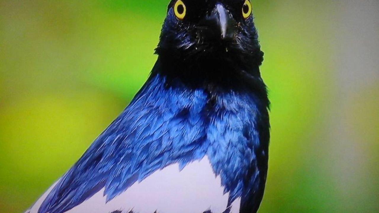 No coração do Maranhão um parque reúne rios, animais raros e trilhas inesquecíveis