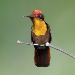 O parque nacional do Viruá destaca-se como uma das áreas de proteção ambiental mais ricas da Amazônia, localizado no estado de Roraima. Desde sua criação em 1998, esforços contínuos vêm sendo realizados para preservar esse ecossistema diversificado