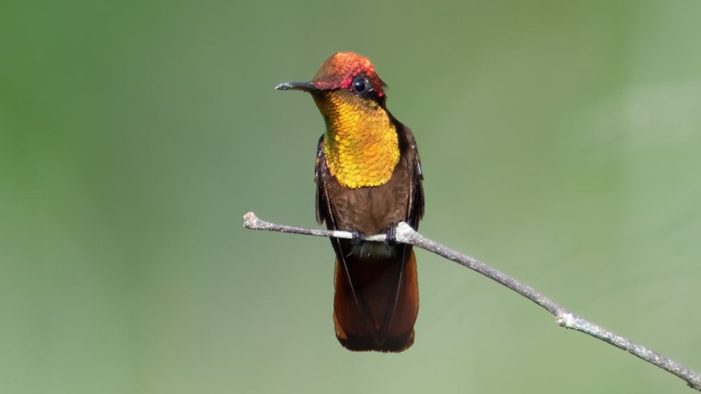 O parque nacional do Viruá destaca-se como uma das áreas de proteção ambiental mais ricas da Amazônia, localizado no estado de Roraima. Desde sua criação em 1998, esforços contínuos vêm sendo realizados para preservar esse ecossistema diversificado O parque nacional do Viruá destaca-se como uma das áreas de proteção ambiental mais ricas da Amazônia, localizado no estado de Roraima. Desde sua criação em 1998, esforços contínuos vêm sendo realizados para preservar esse ecossistema diversificado