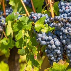 Localizada na Serra Gaúcha, a Rota dos Vinhedos em Bento Gonçalves se destaca como um dos principais destinos enoturísticos do Brasil, reconhecida pela tradição na produção de vinhos e pelo cenário de vales repletos de parreirais. A região mescla o charme das pequenas propriedades familiares com vinícolas de grande porte, tornando-se roteiro indispensável para interessados em cultura, gastronomia e história.