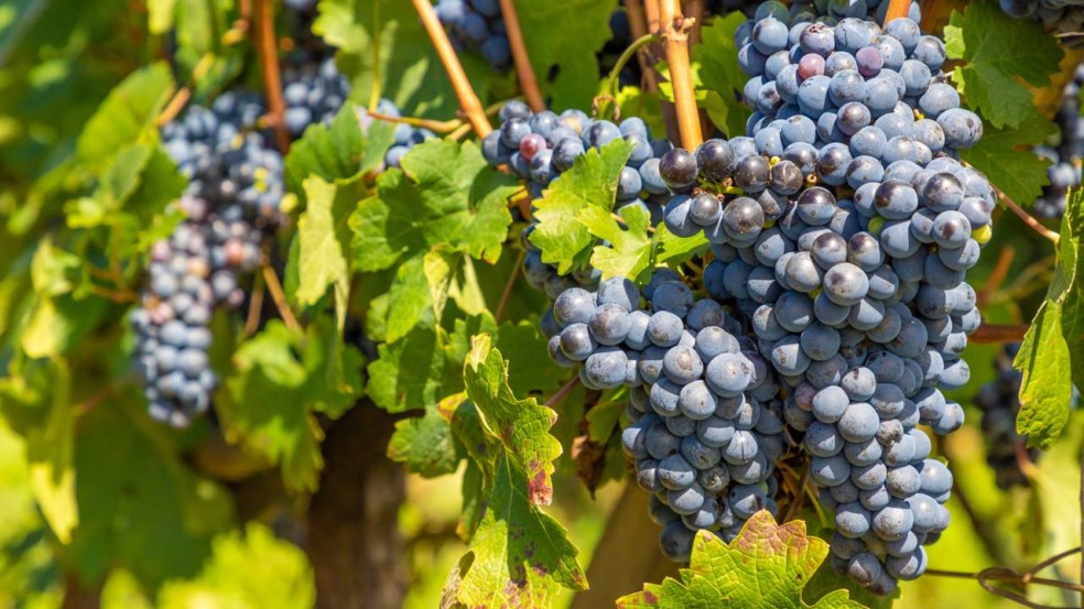 Localizada na Serra Gaúcha, a Rota dos Vinhedos em Bento Gonçalves se destaca como um dos principais destinos enoturísticos do Brasil, reconhecida pela tradição na produção de vinhos e pelo cenário de vales repletos de parreirais. A região mescla o charme das pequenas propriedades familiares com vinícolas de grande porte, tornando-se roteiro indispensável para interessados em cultura, gastronomia e história. Localizada na Serra Gaúcha, a Rota dos Vinhedos em Bento Gonçalves se destaca como um dos principais destinos enoturísticos do Brasil, reconhecida pela tradição na produção de vinhos e pelo cenário de vales repletos de parreirais. A região mescla o charme das pequenas propriedades familiares com vinícolas de grande porte, tornando-se roteiro indispensável para interessados em cultura, gastronomia e história.