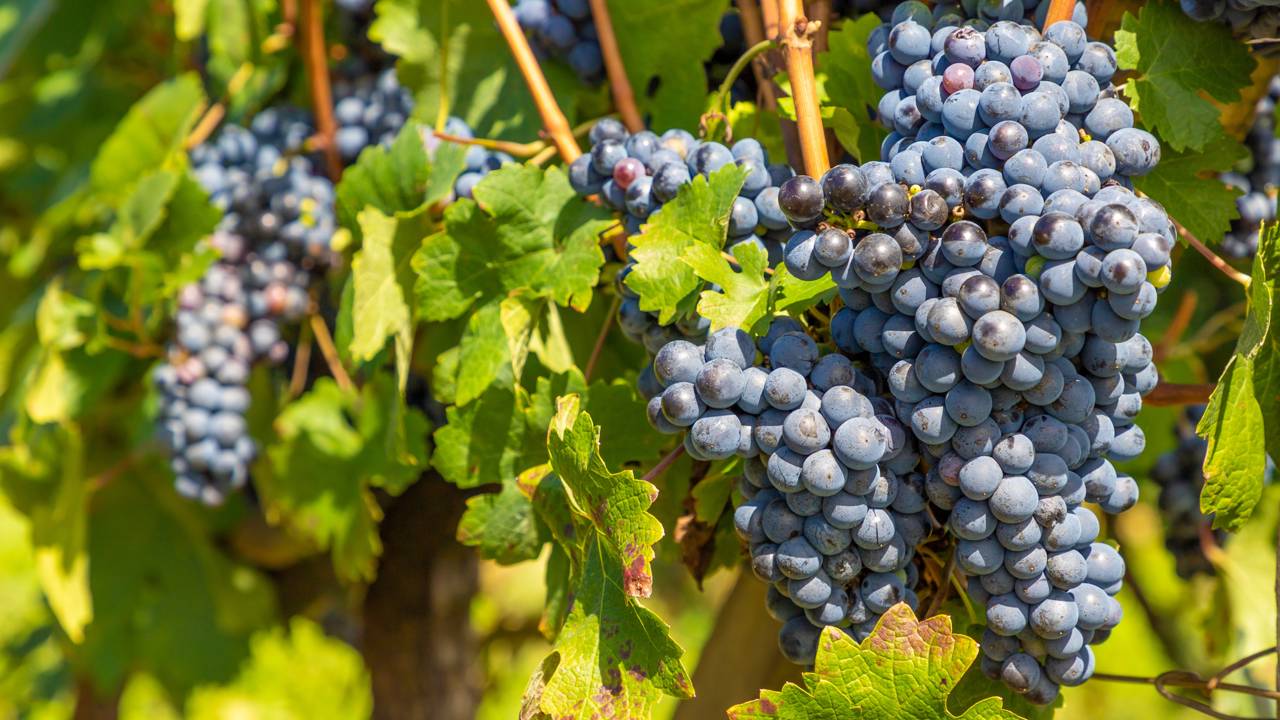 Localizada na Serra Gaúcha, a Rota dos Vinhedos em Bento Gonçalves se destaca como um dos principais destinos enoturísticos do Brasil, reconhecida pela tradição na produção de vinhos e pelo cenário de vales repletos de parreirais. A região mescla o charme das pequenas propriedades familiares com vinícolas de grande porte, tornando-se roteiro indispensável para interessados em cultura, gastronomia e história.