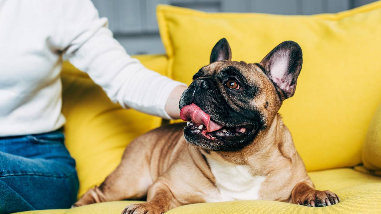 As raças de cães que mais preocupam os veterinários