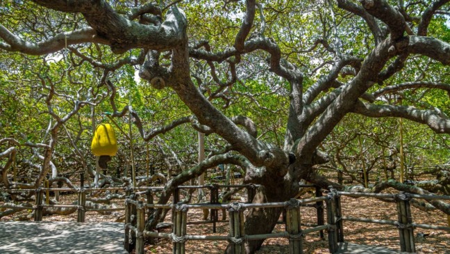 Frutas doces, sombra fresca e história viva em um só lugar Frutas doces, sombra fresca e história viva em um só lugar