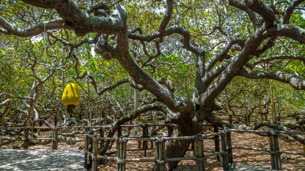 Frutas doces, sombra fresca e história viva em um só lugar Frutas doces, sombra fresca e história viva em um só lugar