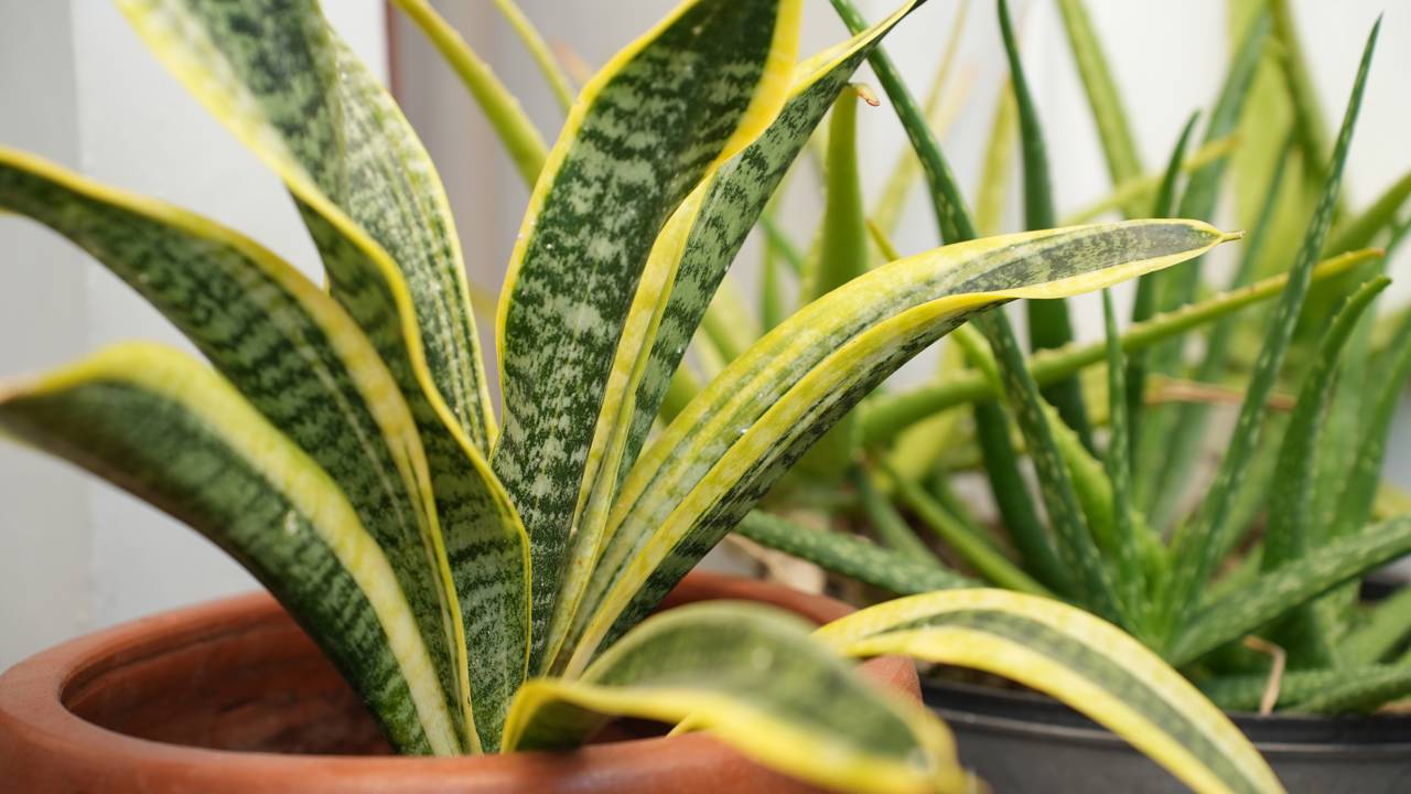 3 plantas que crescem bem dentro de casa sem precisar de sol