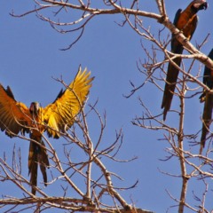 Um passeio diferente no Mato Grosso pra quem ama natureza e mistério Um passeio diferente no Mato Grosso pra quem ama natureza e mistério
