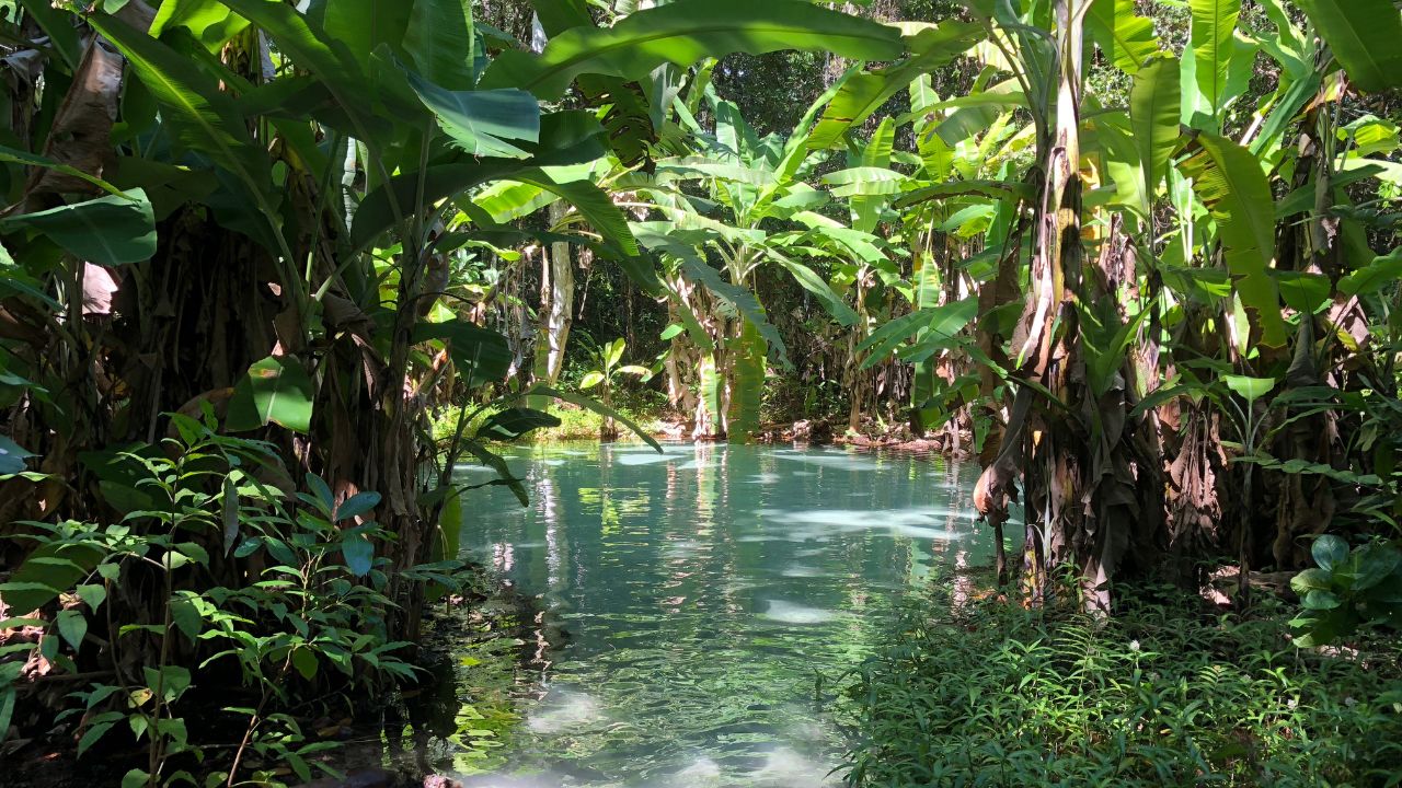 Cravado no coração do Jalapão, o Fervedouro do Ceiça destaca-se como um dos atrativos naturais mais procurados do Tocantins em 2025, atraindo turistas de todo o país em busca de experiências únicas e do fenômeno curioso de flutuar em suas águas cristalinas.