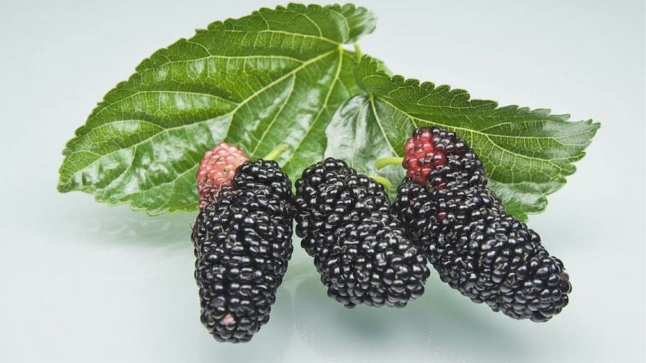 Prepare chá da folha de amora e aproveite seus benefícios