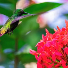 O Jardim Botânico do Rio de Janeiro não é somente um dos maiores representantes da biodiversidade nacional, mas também um refúgio verde em meio ao cotidiano agitado da cidade