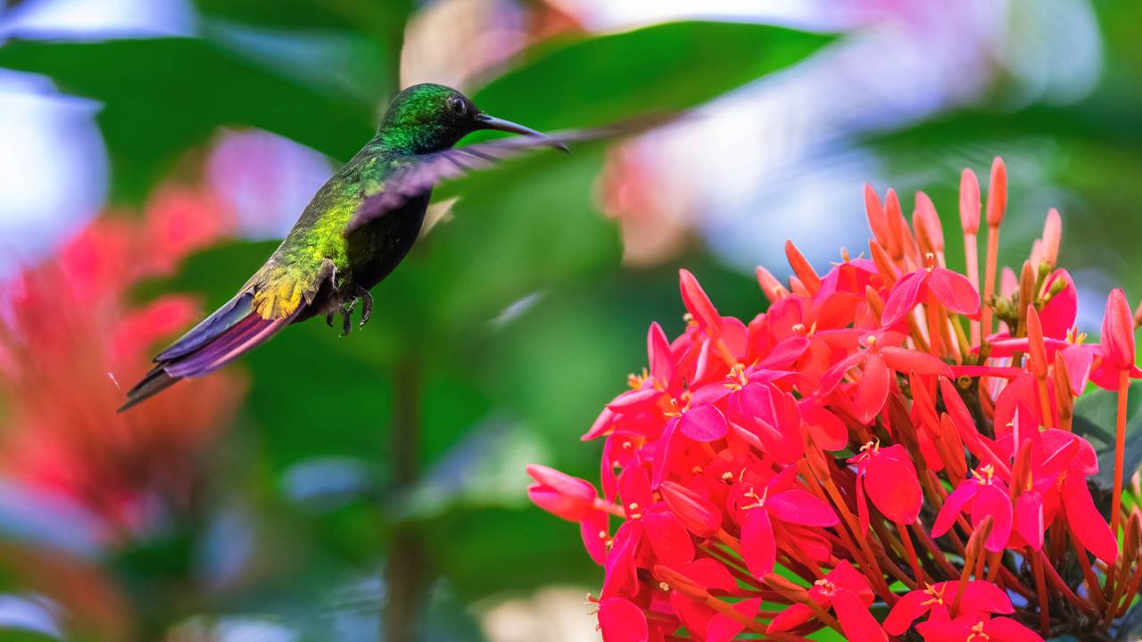 O Jardim Botânico do Rio de Janeiro não é somente um dos maiores representantes da biodiversidade nacional, mas também um refúgio verde em meio ao cotidiano agitado da cidade