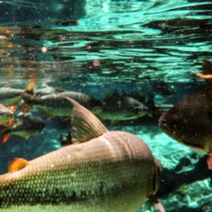 No coração do Mato Grosso, a Lagoa Azul em Nobres atrai turistas que buscam contato com uma natureza exuberante e águas incrivelmente límpidas