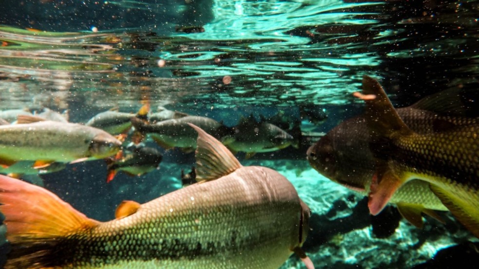 No coração do Mato Grosso, a Lagoa Azul em Nobres atrai turistas que buscam contato com uma natureza exuberante e águas incrivelmente límpidas