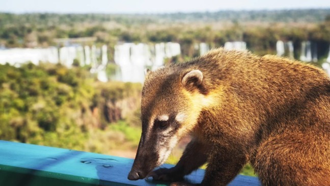 Os caminhos que percorrem o Parque Nacional do Iguaçu vão além da visita tradicional às famosas cataratas. Localizado no extremo oeste do Paraná, o parque é uma das maiores áreas protegidas de Mata Atlântica do Brasil, e revela trilhas e roteiros menos conhecidos que proporcionam contato com a fauna, a flora e paisagens deste Patrimônio Mundial Natural.