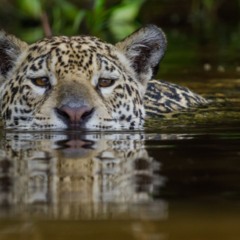 O Encontro das Águas é um dos fenômenos mais emblemáticos do Pantanal mato-grossense, localizado no Estado do Mato Grosso