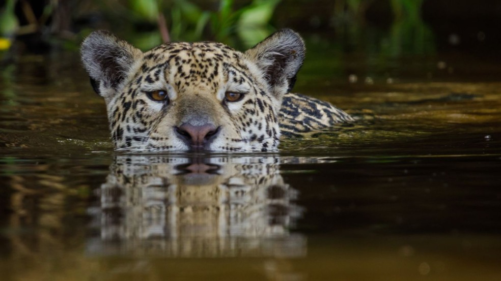 O Encontro das Águas é um dos fenômenos mais emblemáticos do Pantanal mato-grossense, localizado no Estado do Mato Grosso O Encontro das Águas é um dos fenômenos mais emblemáticos do Pantanal mato-grossense, localizado no Estado do Mato Grosso