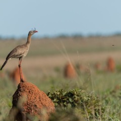 Explorar as trilhas do Parque Nacional das Emas, em Goiás, é viver a experiência única de contato com um dos principais refúgios de biodiversidade do Cerrado brasileiro, protegido por sua vasta extensão de campos nativos, florestas e animais raros como o lobo-guará e o tatu-canastra.