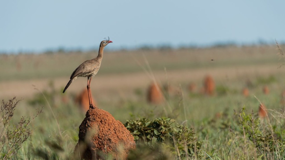 Explorar as trilhas do Parque Nacional das Emas, em Goiás, é viver a experiência única de contato com um dos principais refúgios de biodiversidade do Cerrado brasileiro, protegido por sua vasta extensão de campos nativos, florestas e animais raros como o lobo-guará e o tatu-canastra. Explorar as trilhas do Parque Nacional das Emas, em Goiás, é viver a experiência única de contato com um dos principais refúgios de biodiversidade do Cerrado brasileiro, protegido por sua vasta extensão de campos nativos, florestas e animais raros como o lobo-guará e o tatu-canastra.