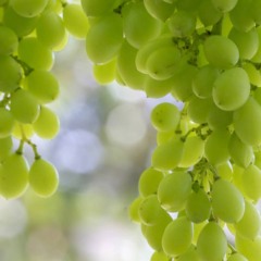 Roteiro com vinhos, paisagens e sabores únicos conquista visitantes