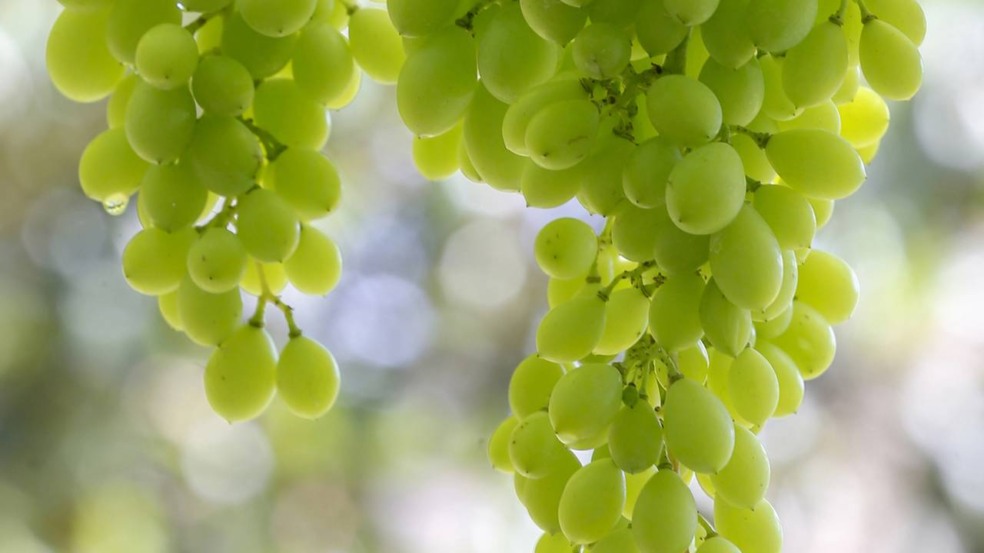 Roteiro com vinhos, paisagens e sabores únicos conquista visitantes Roteiro com vinhos, paisagens e sabores únicos conquista visitantes