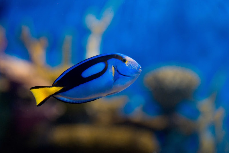 Sessão Azul