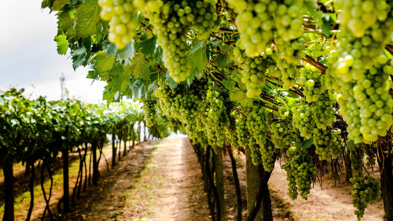 Roteiro com vinhos, paisagens e sabores únicos conquista visitantes