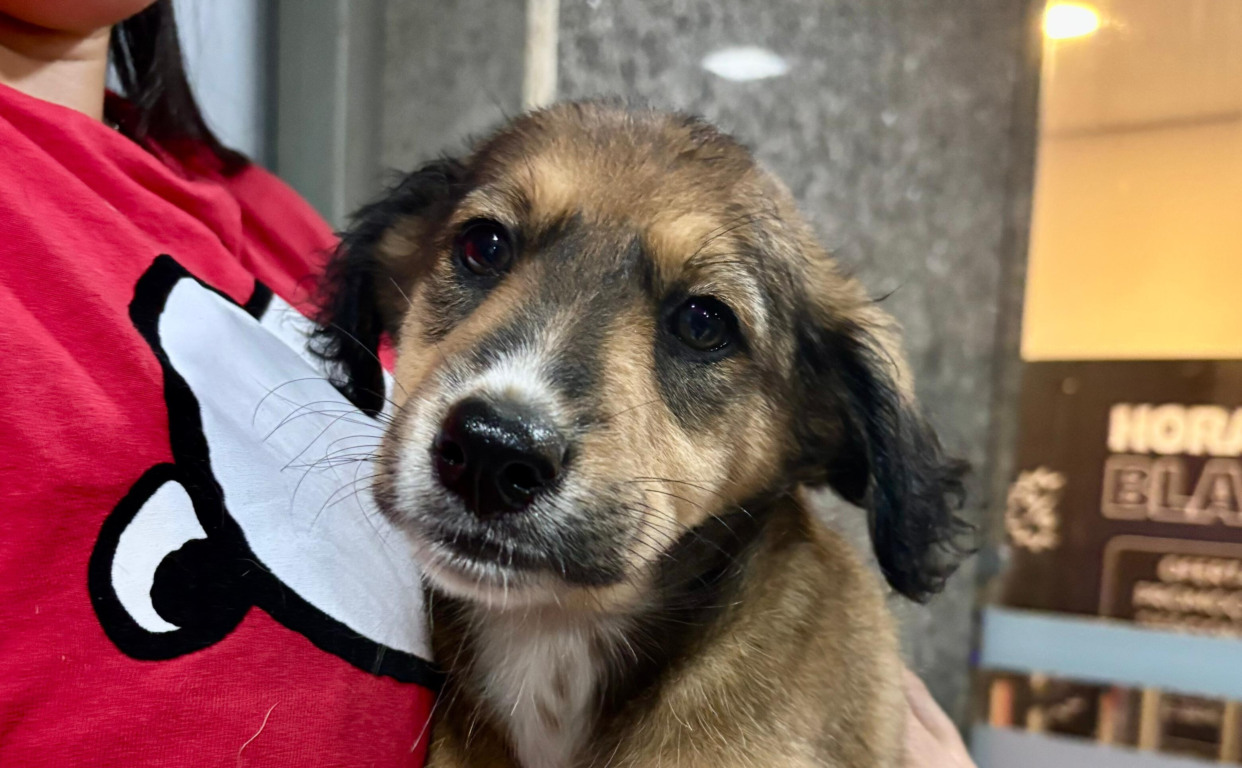 Feira de adoção de animais em NITERÓI