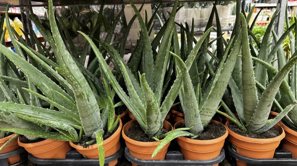 Plante babosa pela folha e veja o milagre acontecer Plante babosa pela folha e veja o milagre acontecer