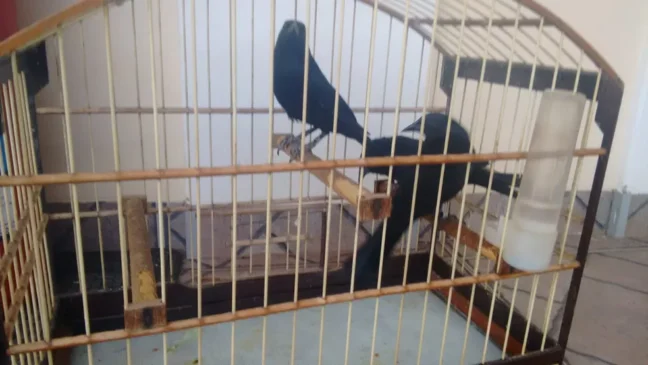 Maricá: 34 aves são encontradas em cativeiro e operação revela cenário de maus-tratos Maricá: 34 aves são encontradas em cativeiro e operação revela cenário de maus-tratos