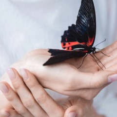 O que significa quando uma borboleta entra em casa é uma dúvida frequente e cercada por interpretações carregadas de simbolismo e curiosidade científica