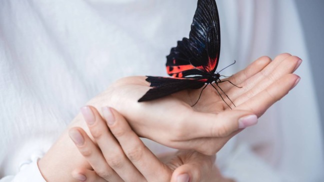 O que significa quando uma borboleta entra em casa é uma dúvida frequente e cercada por interpretações carregadas de simbolismo e curiosidade científica