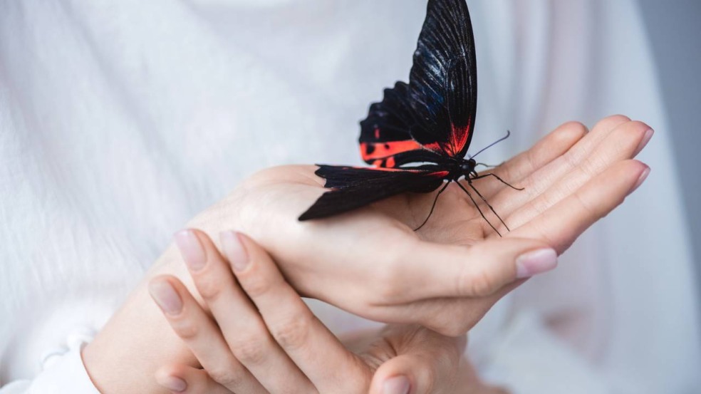 O que significa quando uma borboleta entra em casa é uma dúvida frequente e cercada por interpretações carregadas de simbolismo e curiosidade científica