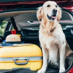 4 exercícios simples para fazer em viagens longas