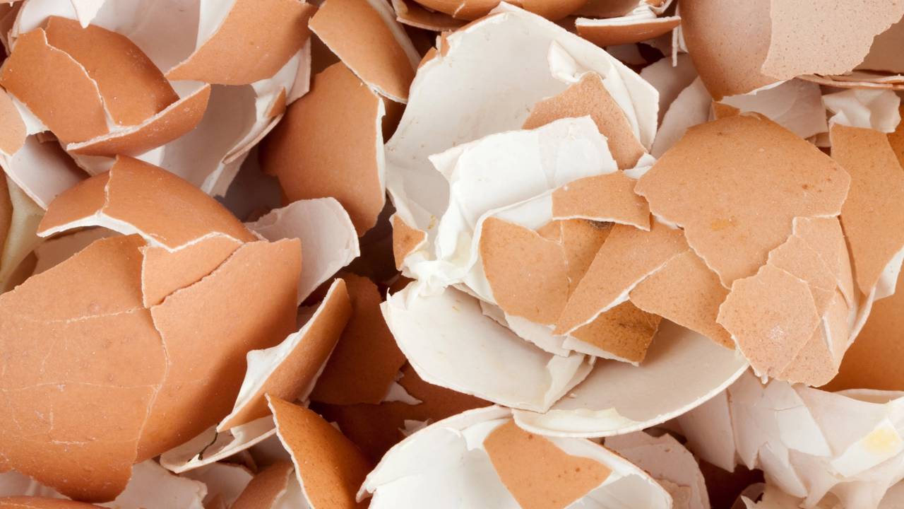 O método sustentável que faz qualquer planta florescer