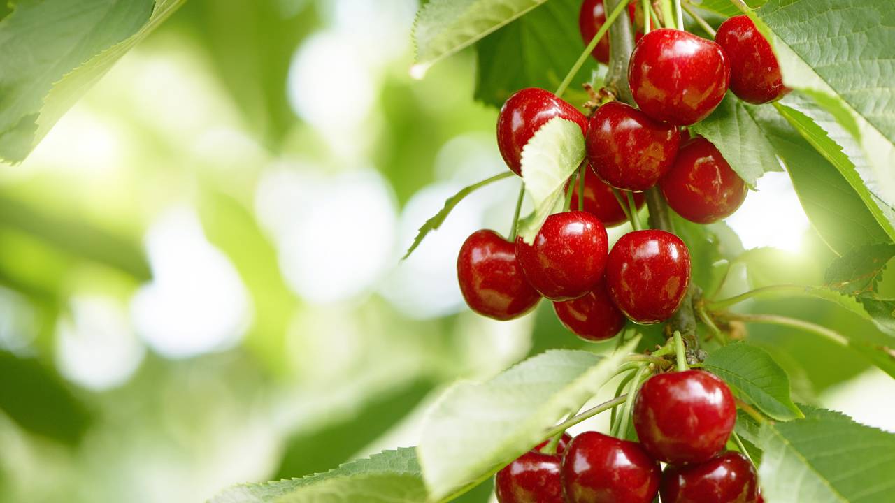 Essa fruta simples tem um efeito poderoso no sono e no bem-estar