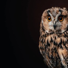 O que significa quando uma coruja aparece perto de casa é uma dúvida comum para quem se depara com esse animal misterioso.