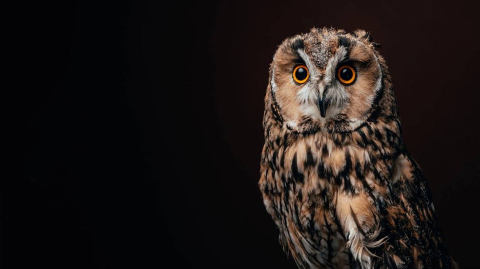 O que significa quando uma coruja aparece perto de casa é uma dúvida comum para quem se depara com esse animal misterioso. O que significa quando uma coruja aparece perto de casa é uma dúvida comum para quem se depara com esse animal misterioso.