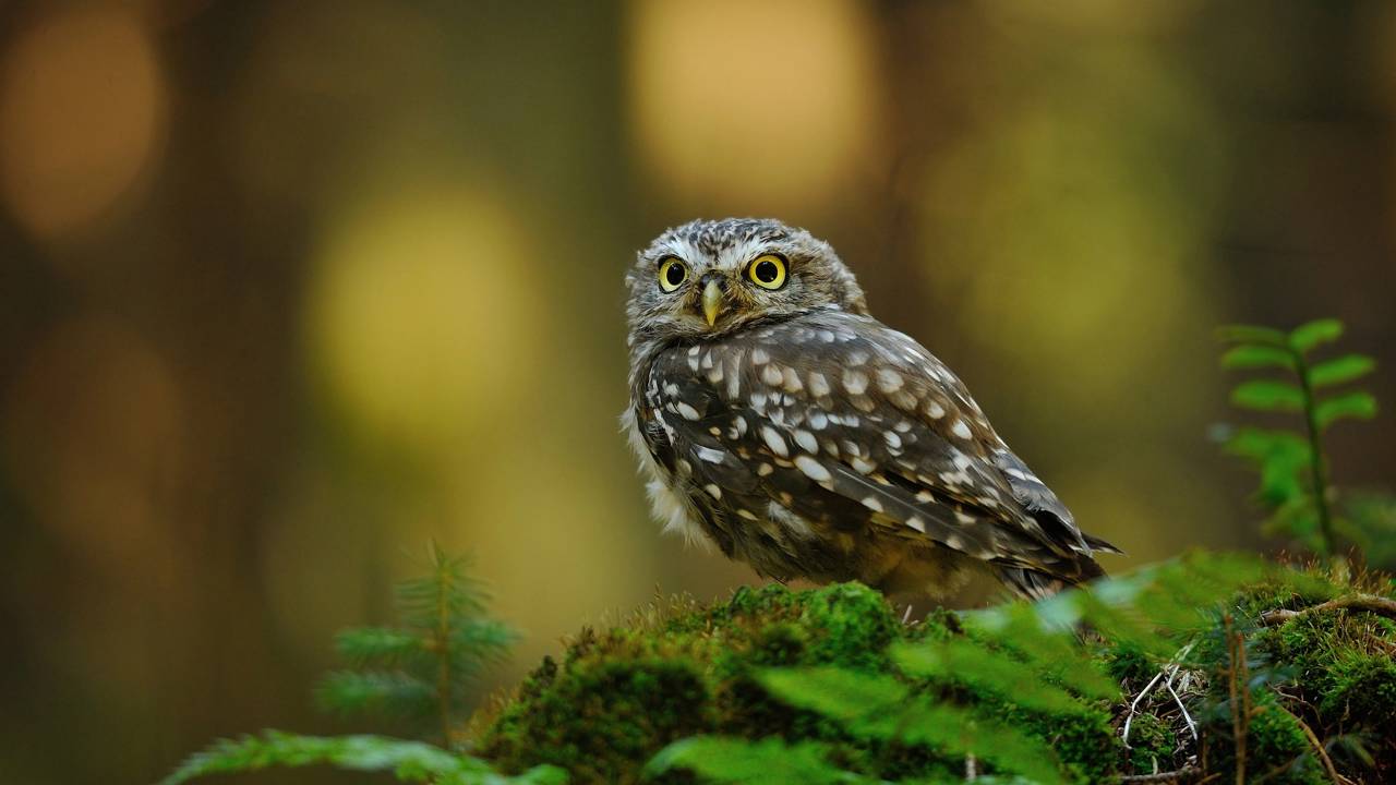 O que significa quando uma coruja aparece perto de casa é uma dúvida comum para quem se depara com esse animal misterioso.